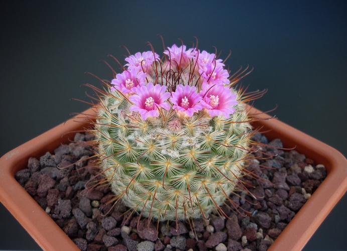 Mammillaria bombycina 