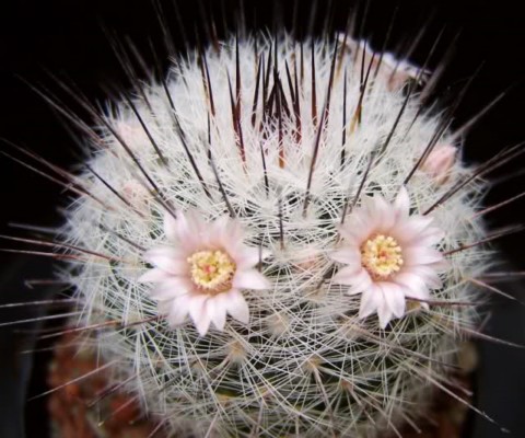 Mammillaria chionocephala ROG 90