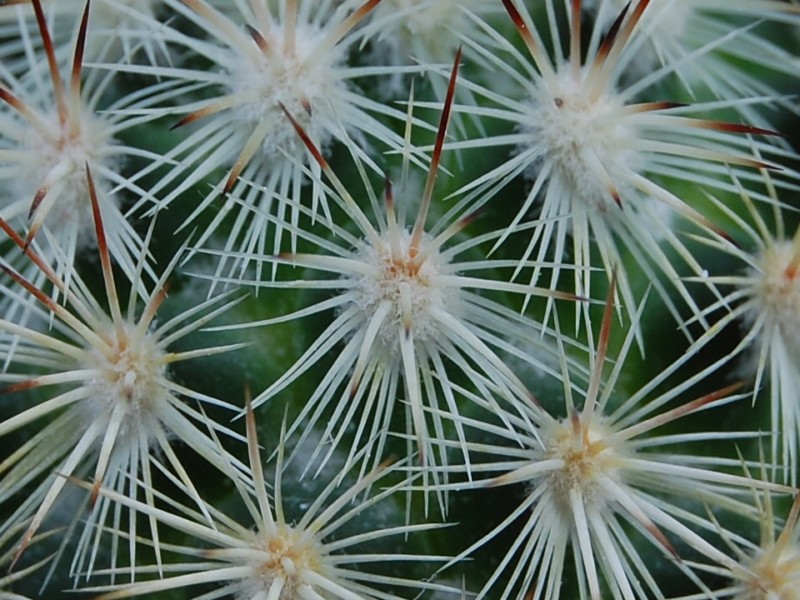 Mammillaria droegeana 