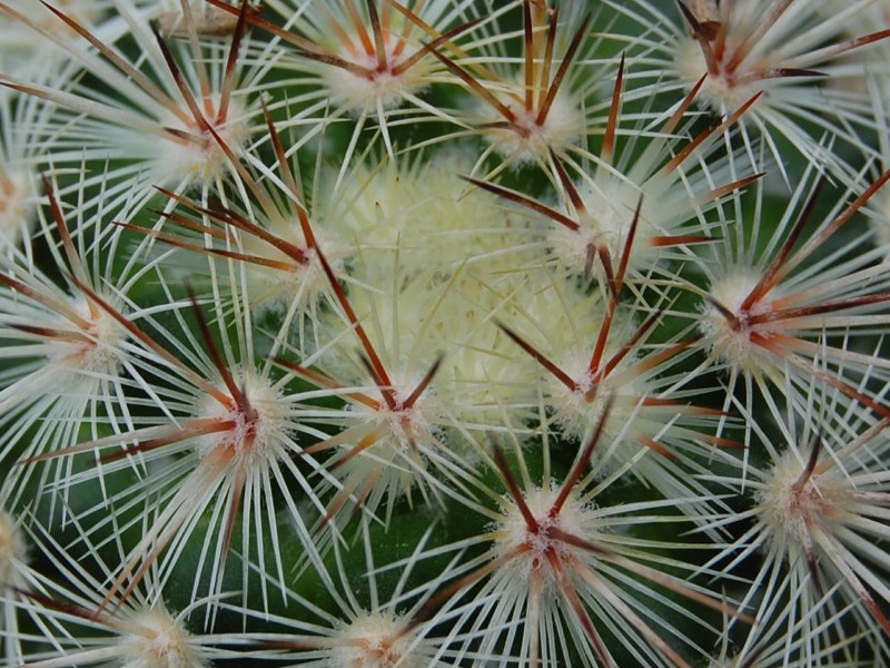 Mammillaria droegeana 