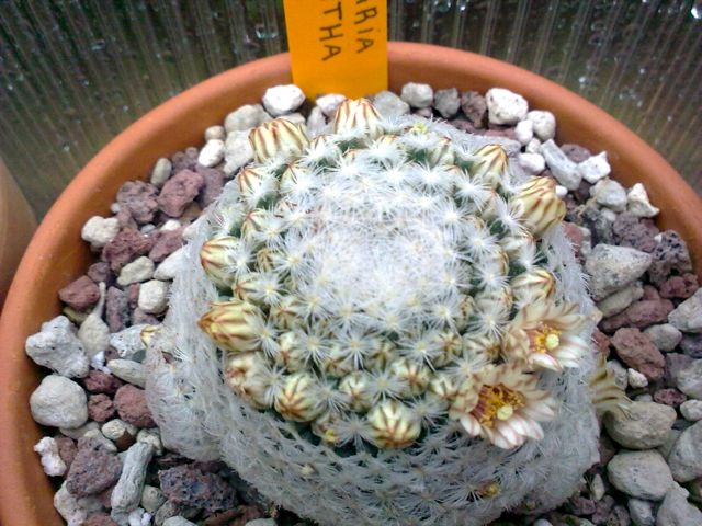 Mammillaria lasiacantha 