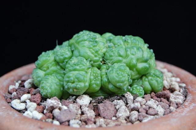 Mammillaria bocasana cv. fred 