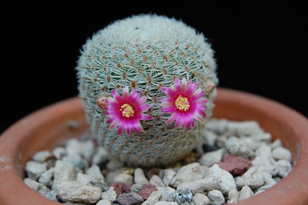 Mammillaria crucigera ssp. tlalocii 