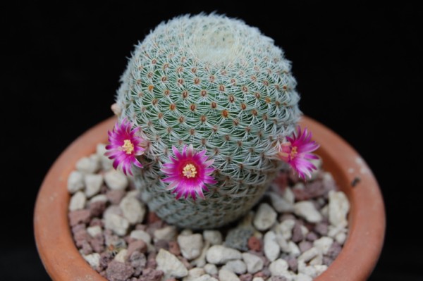 Mammillaria crucigera ssp. tlalocii FO 229