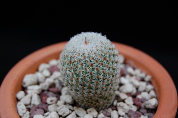 Mammillaria crucigera ssp. tlalocii FO 229