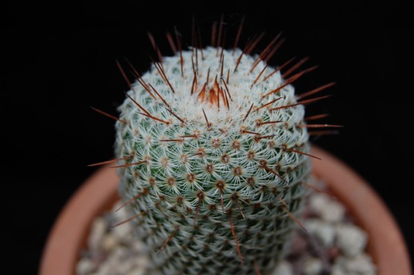 Mammillaria crucigera ssp. tlalocii FO 229