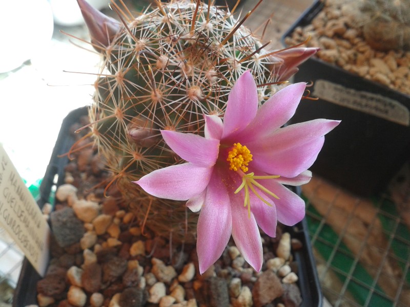 Mammillaria guirocobensis 