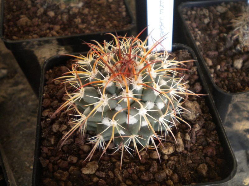 Mammillaria wagneriana WTH299