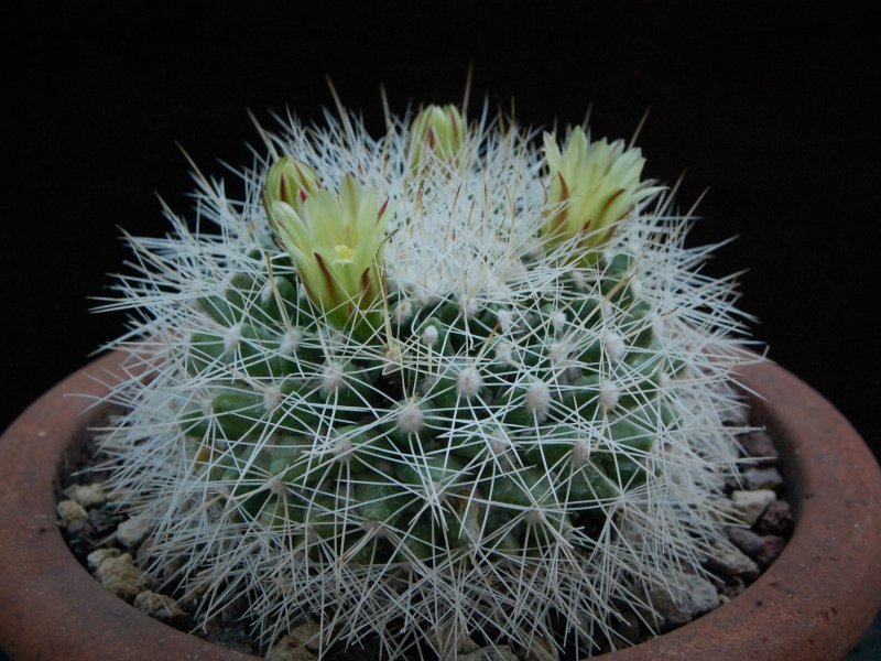 Mammillaria evermanniana 