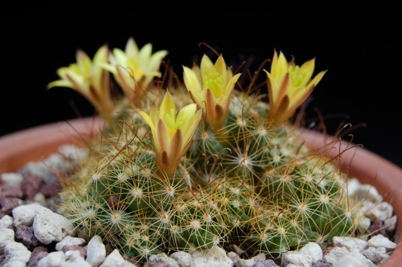 Mammillaria surculosa SB 37
