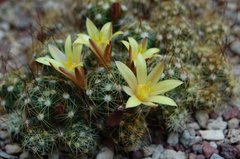 Mammillaria surculosa SB 37