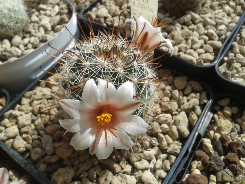 Mammillaria hutchisoniana 