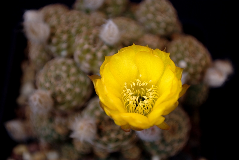 Lobivia arachnacantha 