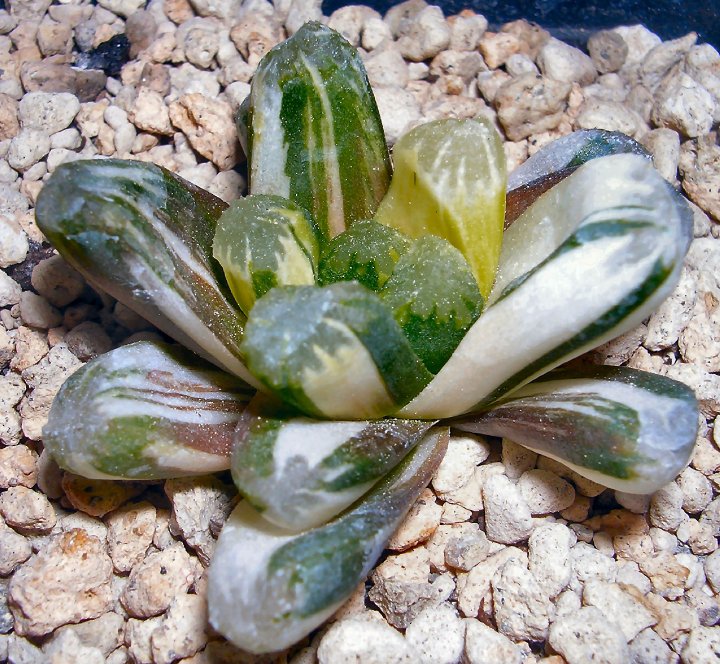 Haworthia cooperi x maughanii f. variegata 