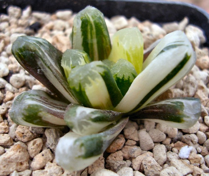 Haworthia cooperi x maughanii f. variegata 