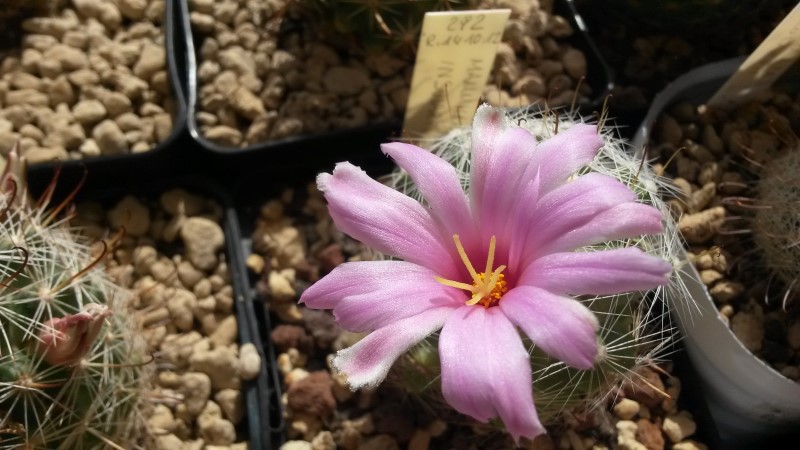 Mammillaria insularis 