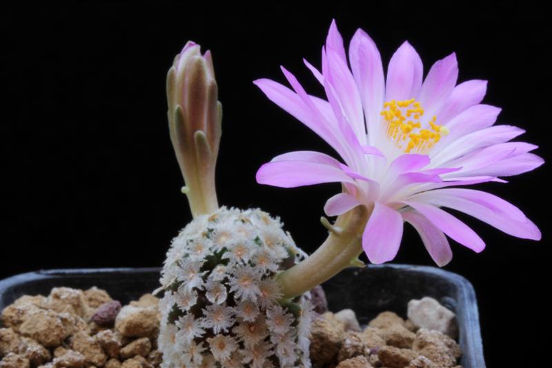 Mammillaria theresae 