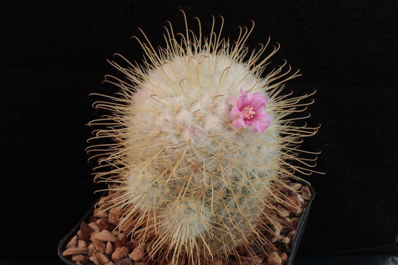 Mammillaria bombycina f. albicentralis 