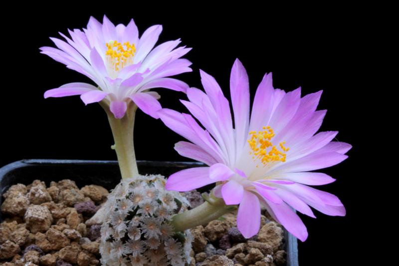 Mammillaria theresae 