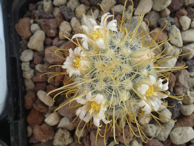 Mammillaria cowperae P 456