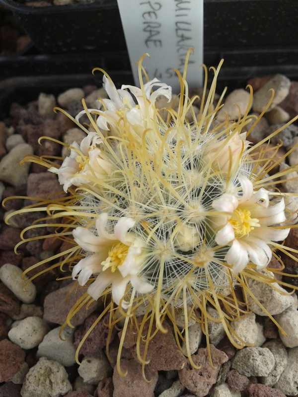 Mammillaria cowperae P 456