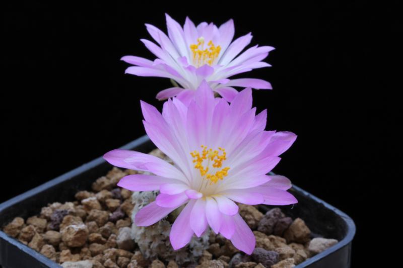 Mammillaria theresae 