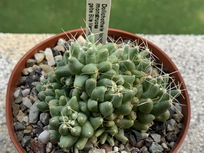 Mammillaria longimamma f. monstruosa 