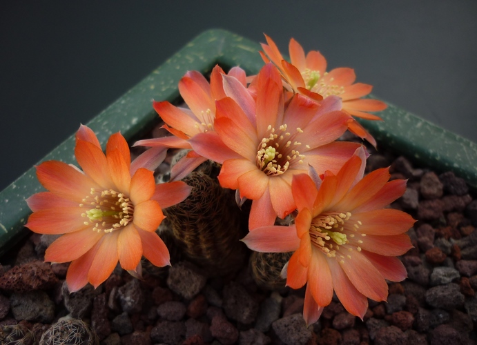 Rebutia pygmaea 