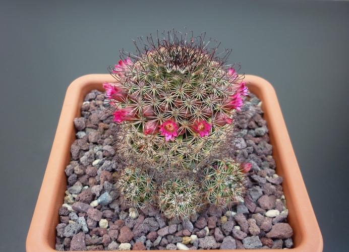 Mammillaria erythrocalix 