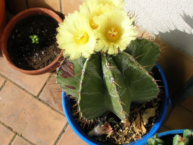 Astrophytum ornatum 