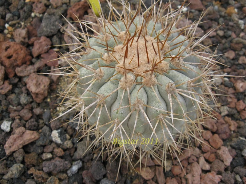 Copiapoa gigantea 