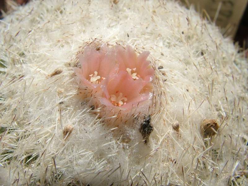 Epithelantha micromeris ssp. greggii Lau 749
