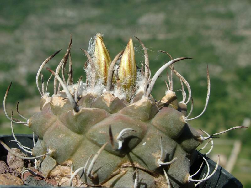 Turbinicarpus schmiedickeanus ssp. klinkerianus cv. El Huizache 