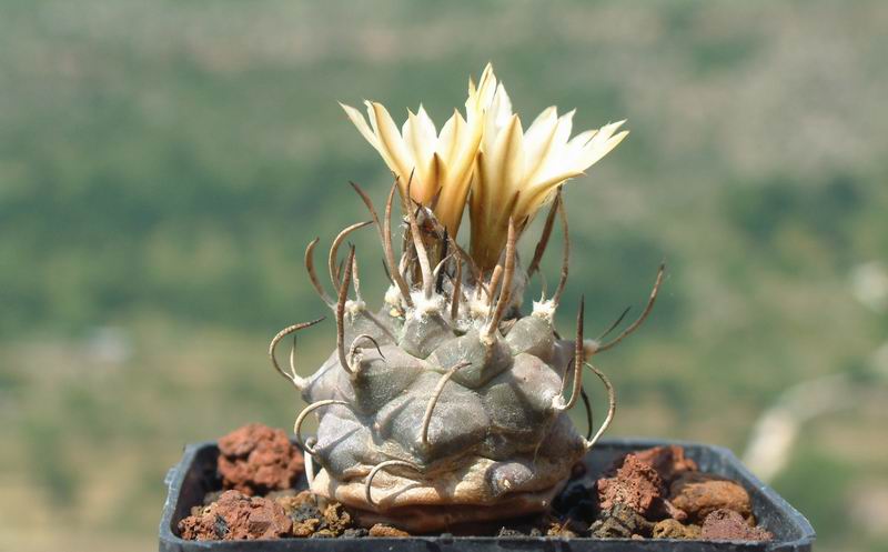 Turbinicarpus schmiedickeanus ssp. klinkerianus cv. el huizache 