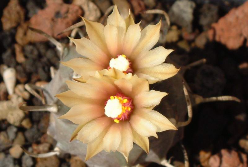 Turbinicarpus schmiedickeanus ssp. klinkerianus cv. el huizache 