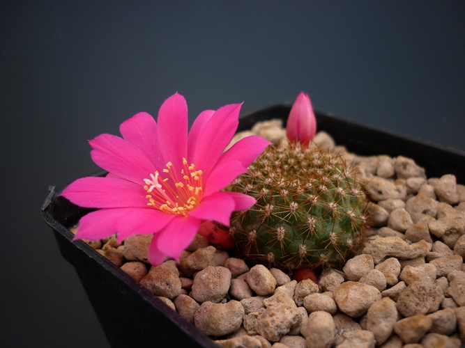 Rebutia violaciflora v. densispina 