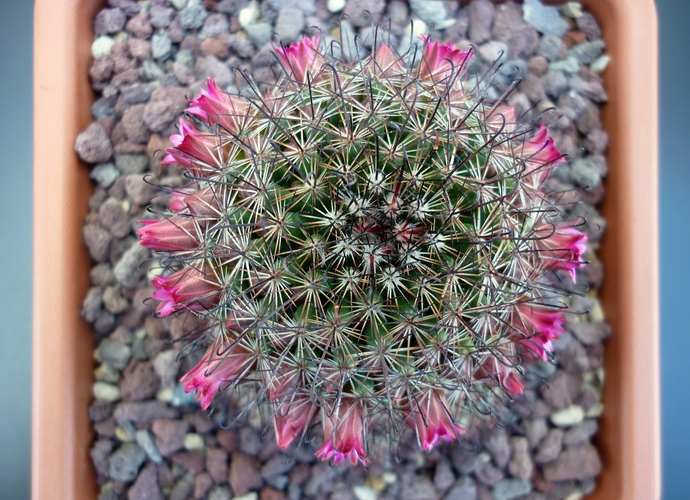 Mammillaria erythrocalix 