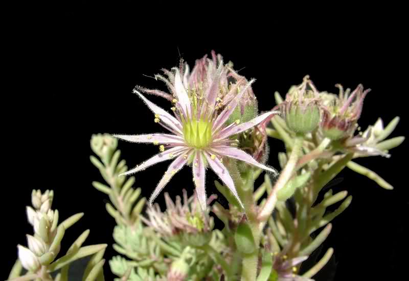 Sempervivum montanum v. stiriacum 