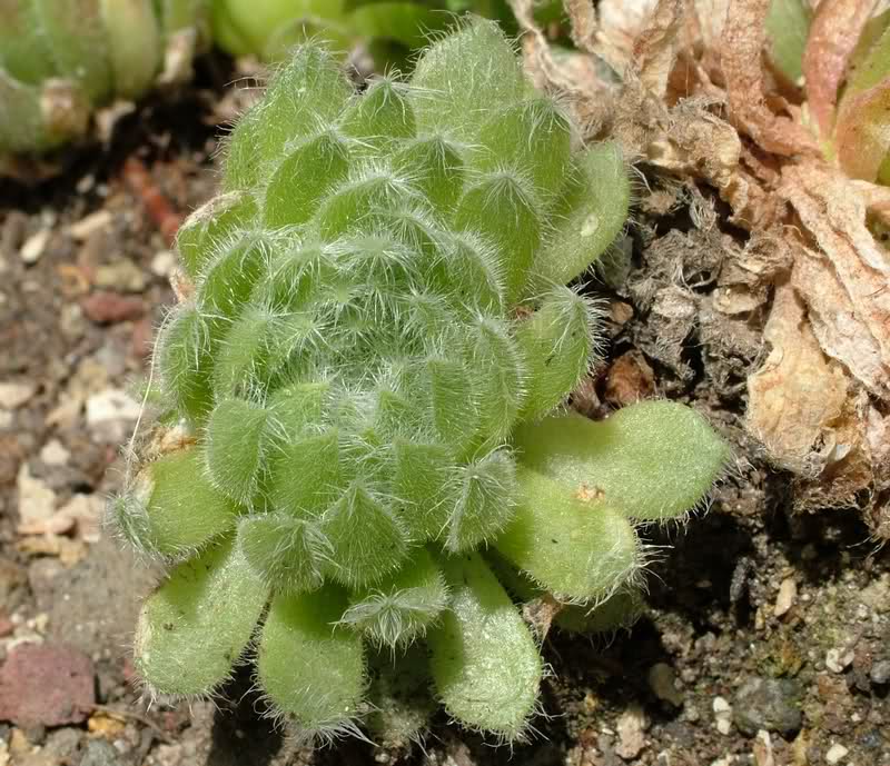 Sempervivum ciliosum 