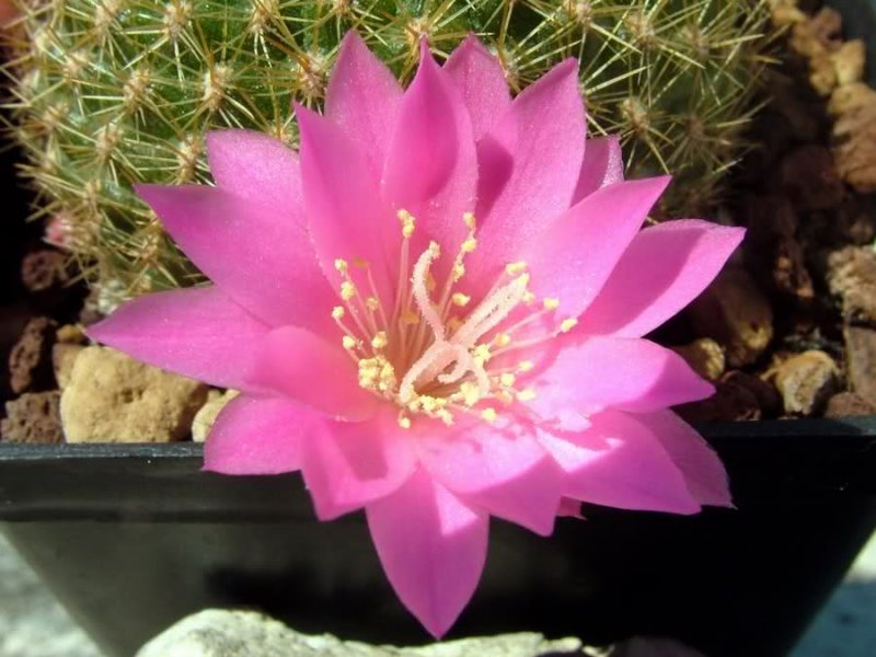 Rebutia kariusiana 