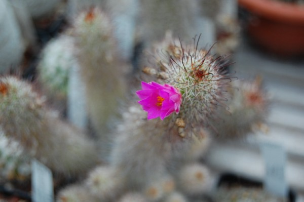 Mammillaria occidentalis 