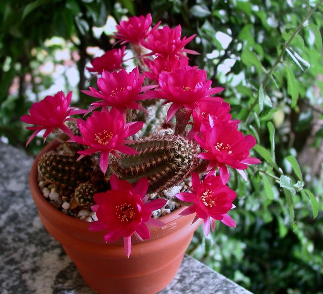 Chamaecereus ibrido violetto 