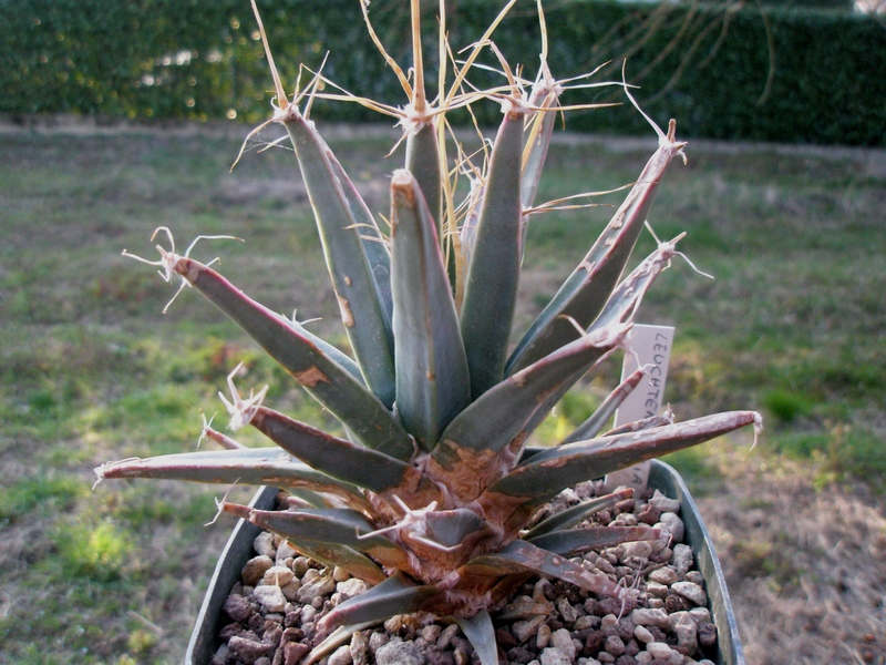 Leuchtenbergia principis 