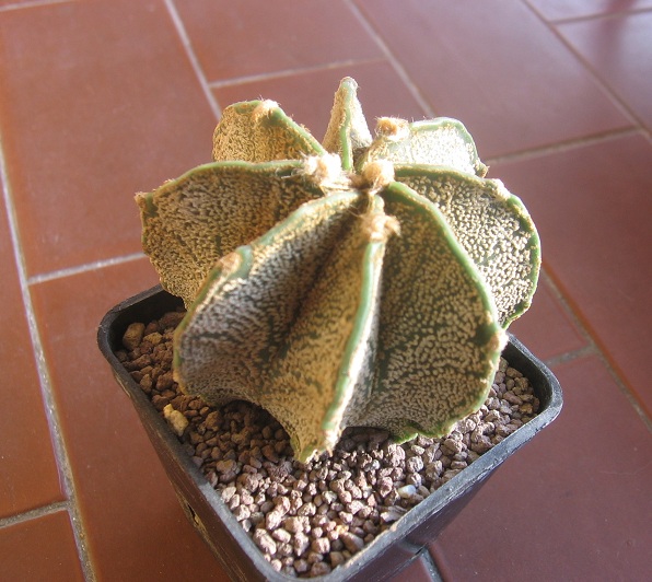 Astrophytum capricorne v. major 