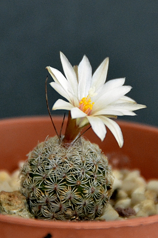 Turbinicarpus dickisoniae 