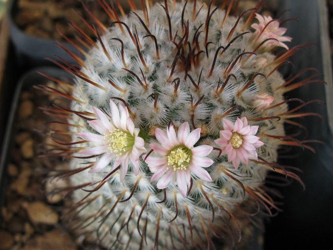 Mammillaria perezdelarosae 