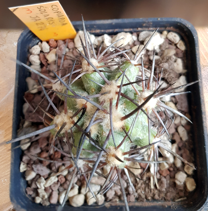 Copiapoa solaris JA 274