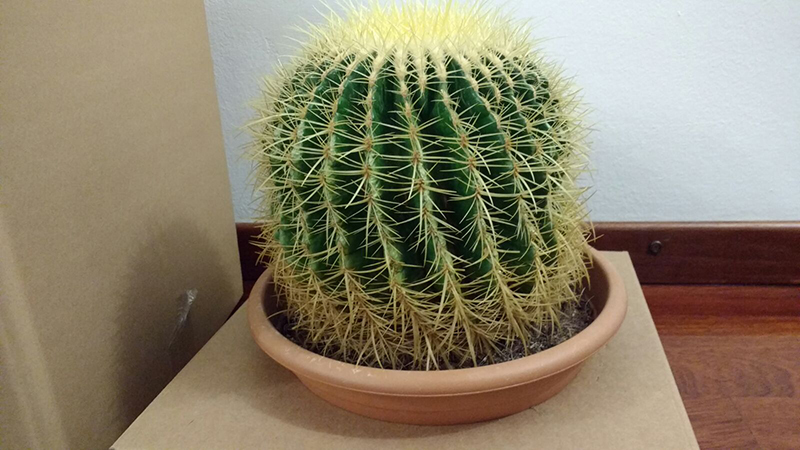 Echinocactus grusonii 