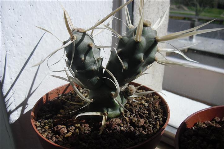 Tephrocactus articulatus v. papyracanthus 