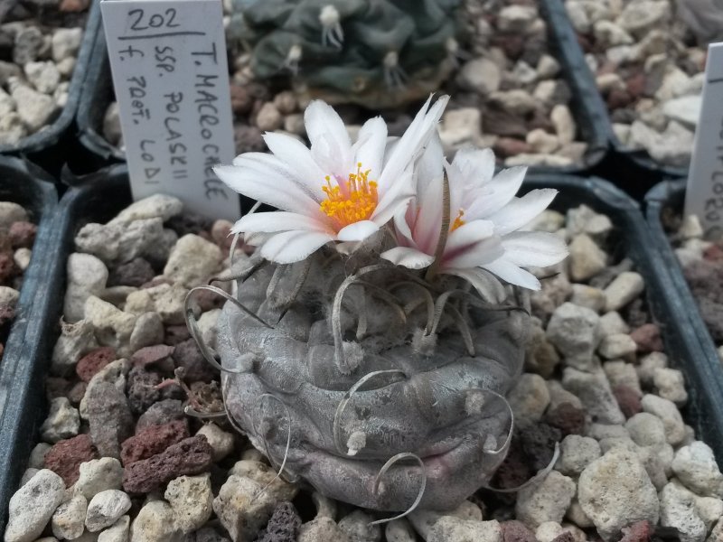 Turbinicarpus macrochele ssp. polaskii 